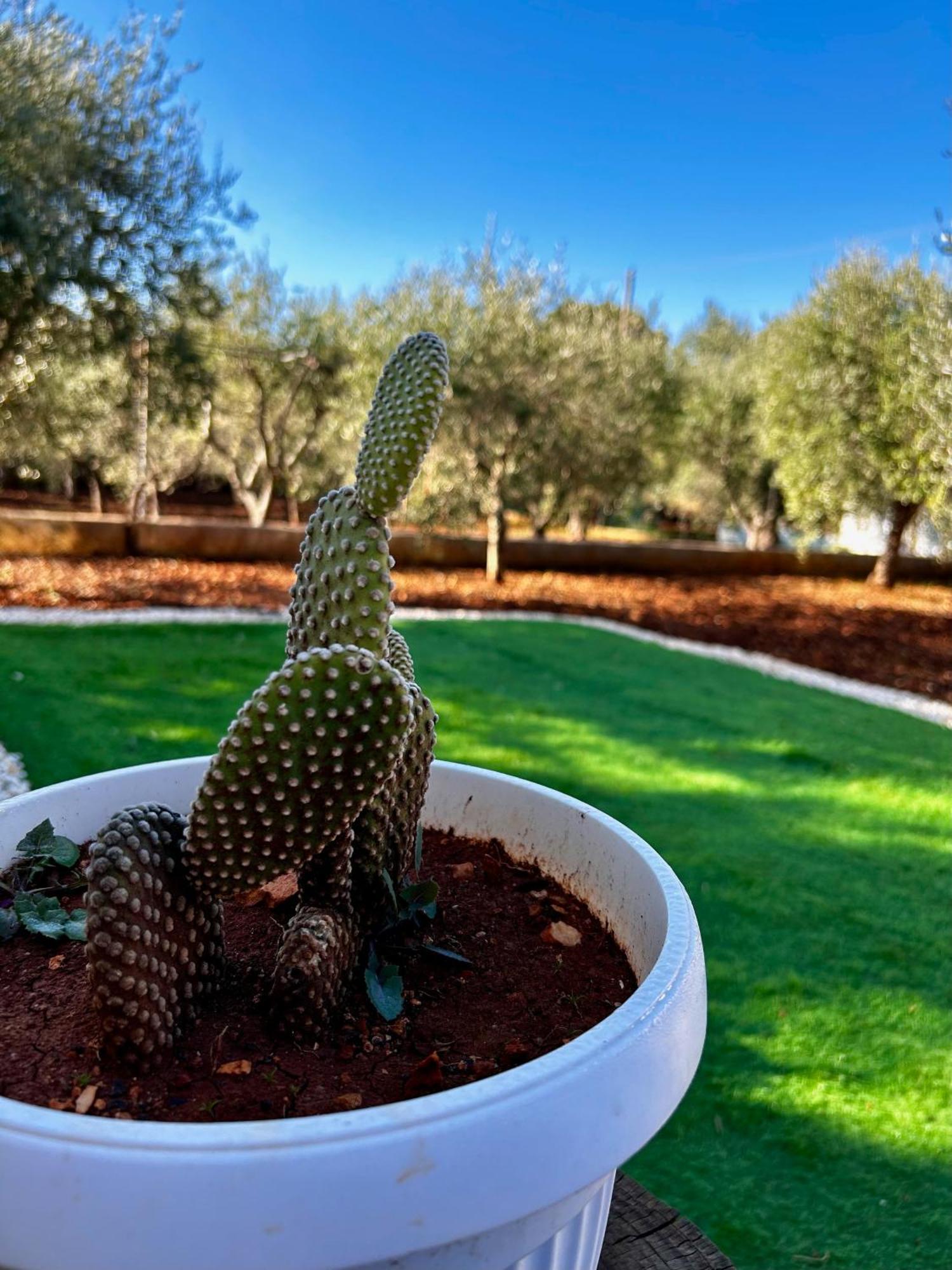 Villa Amorina Ostuni Bagian luar foto